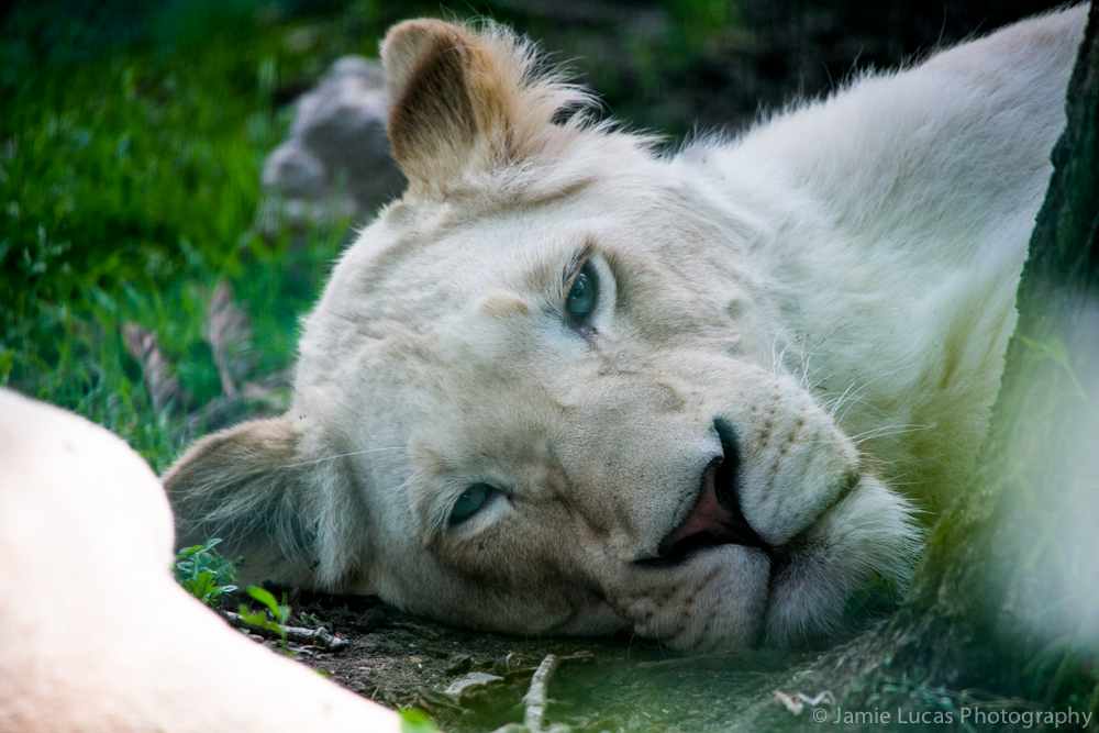White Lion