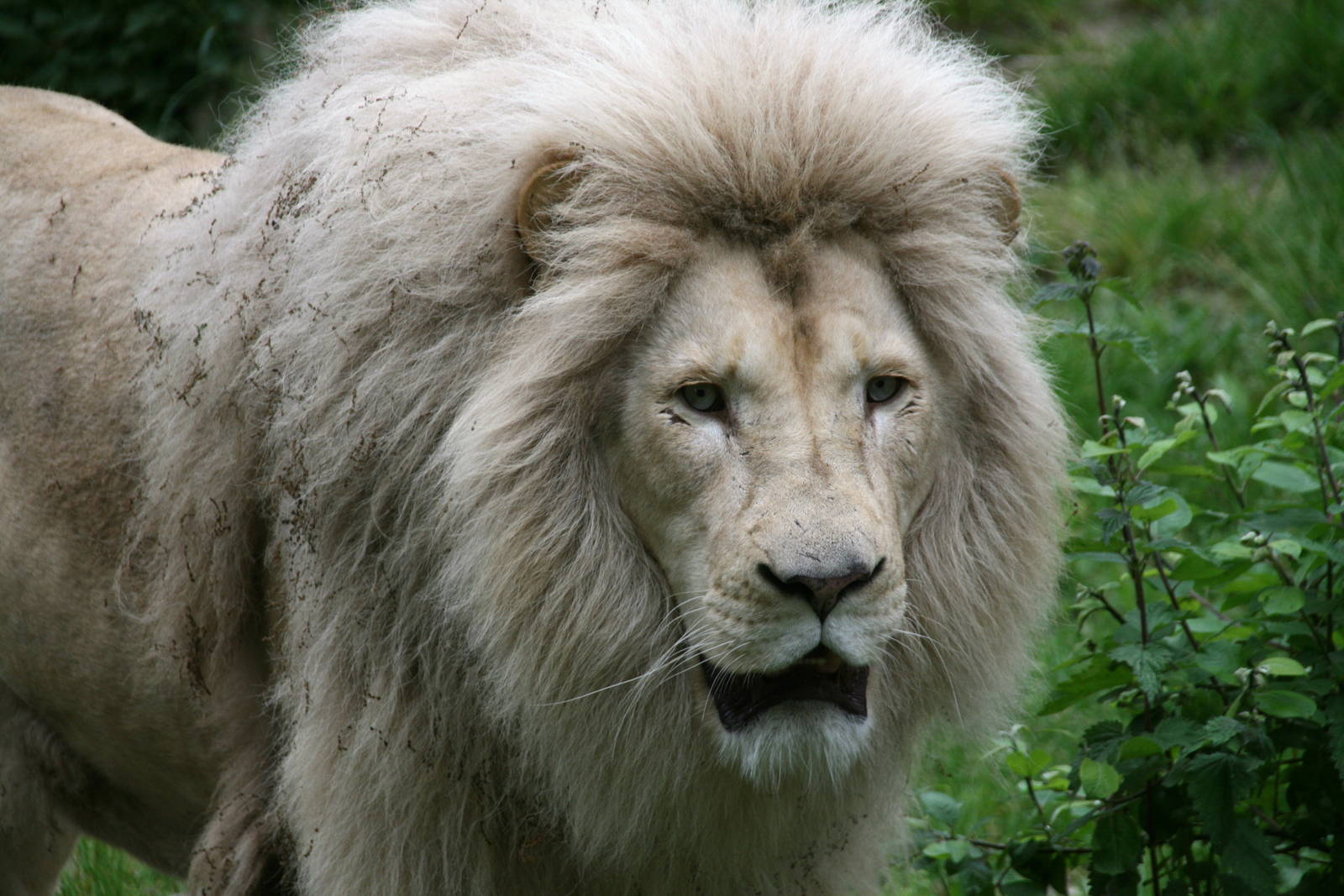 white lion
