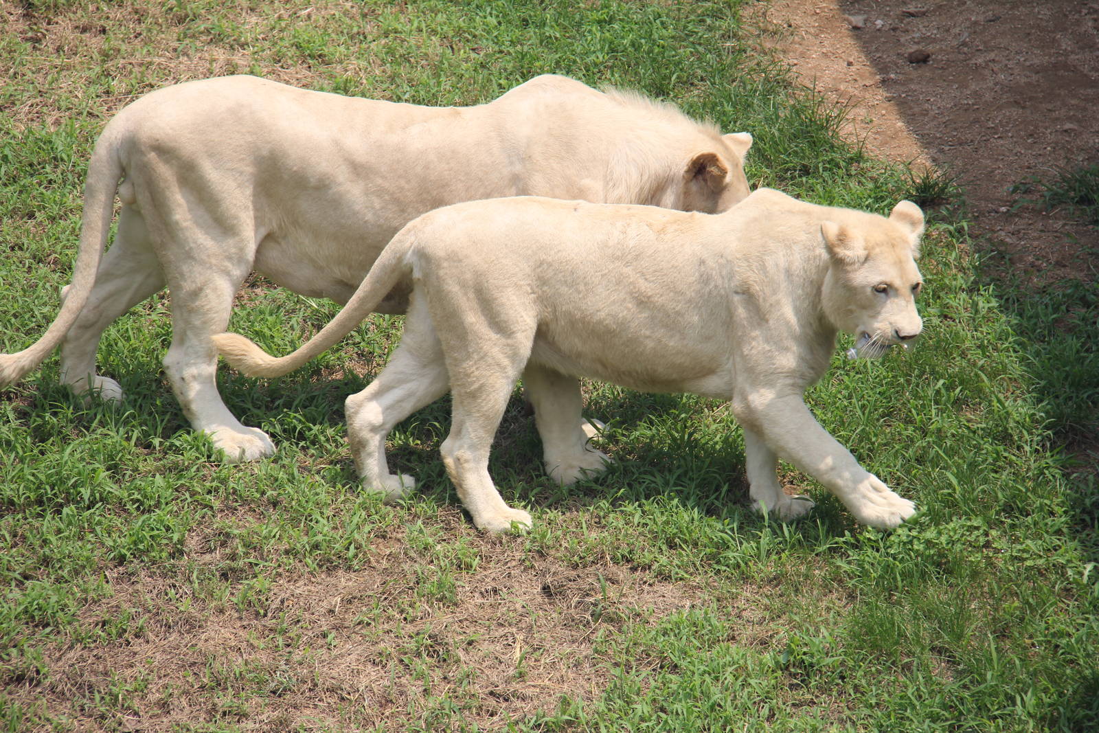 White lion