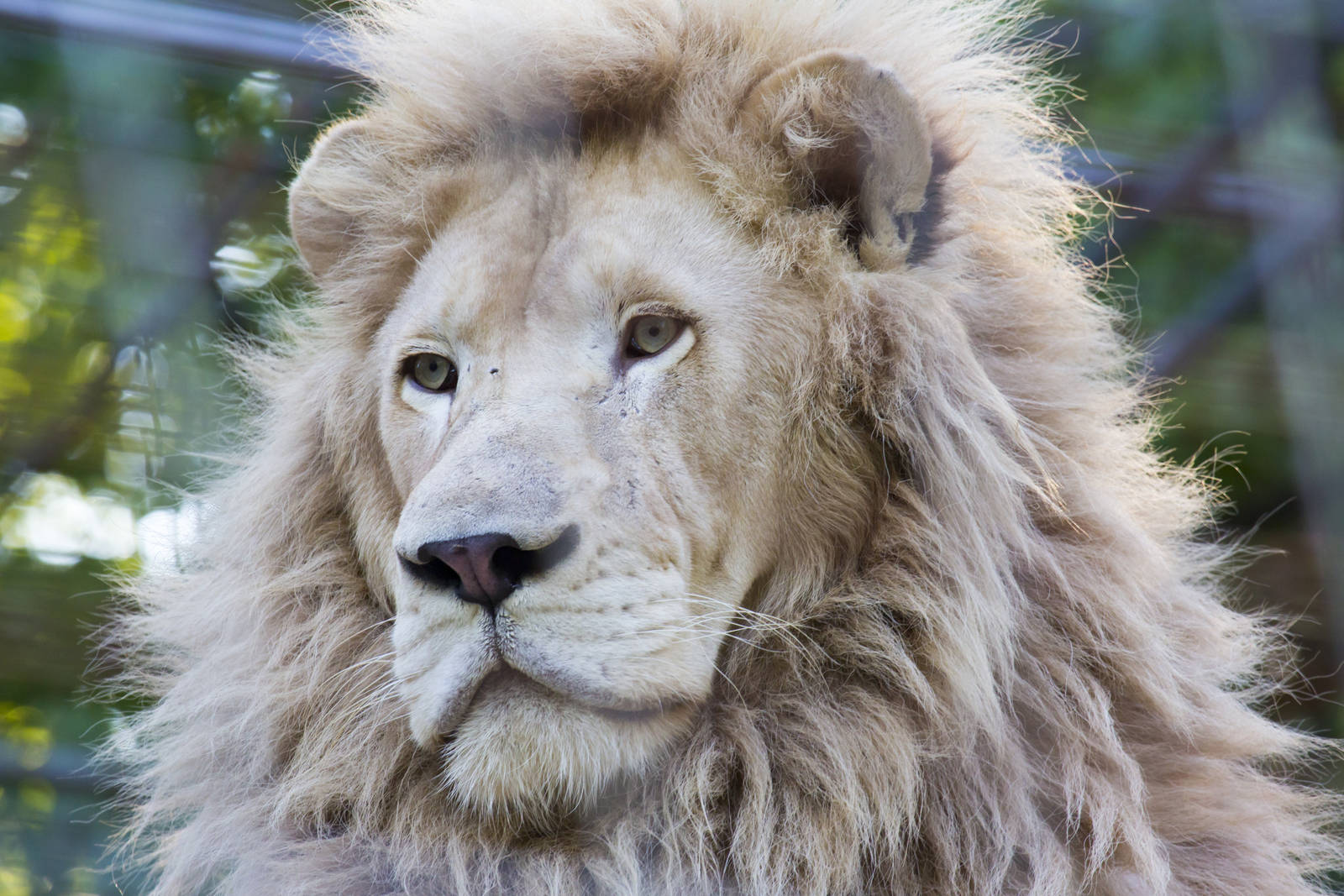 White Lion