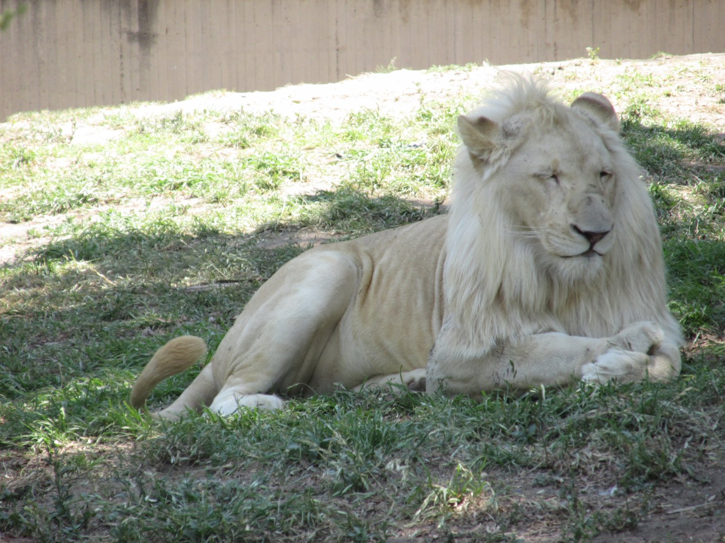 white lion