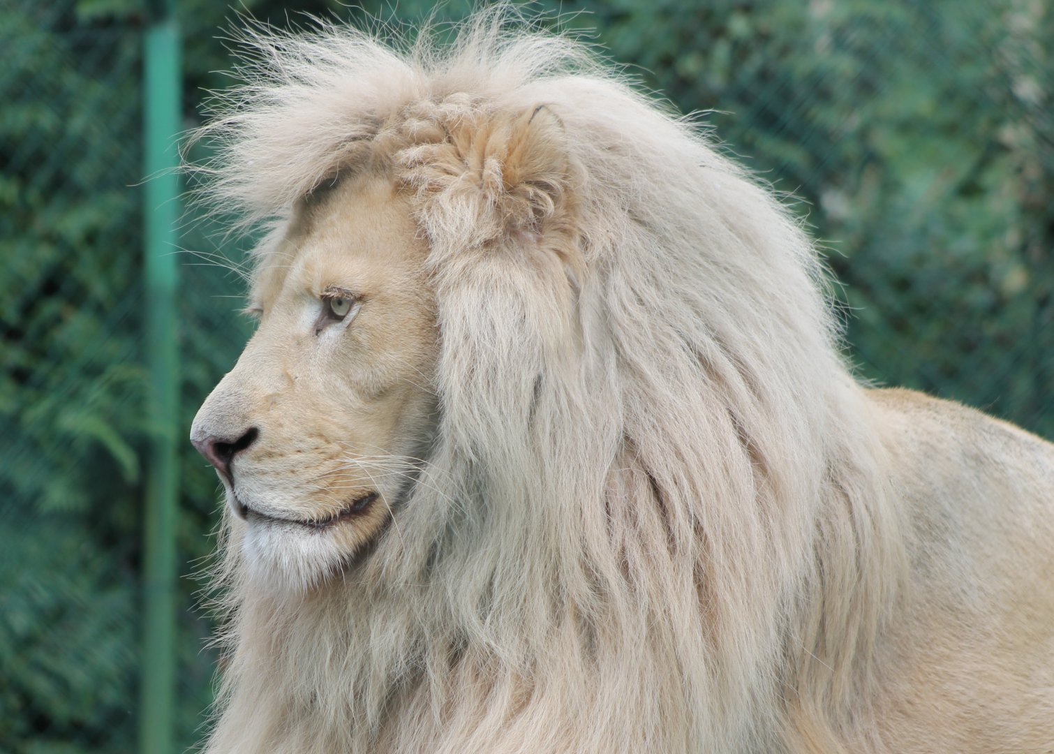 White lion