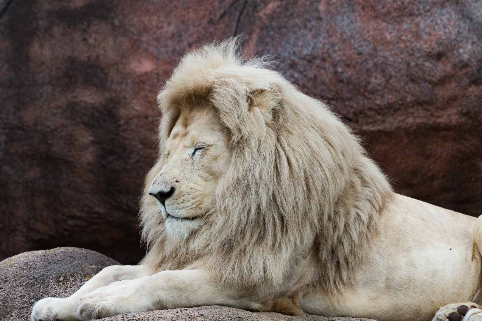 White Lion