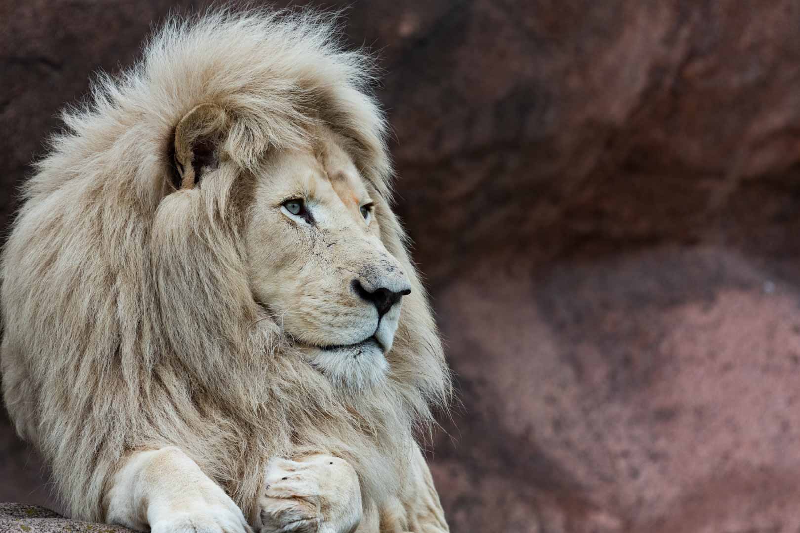 White Lion