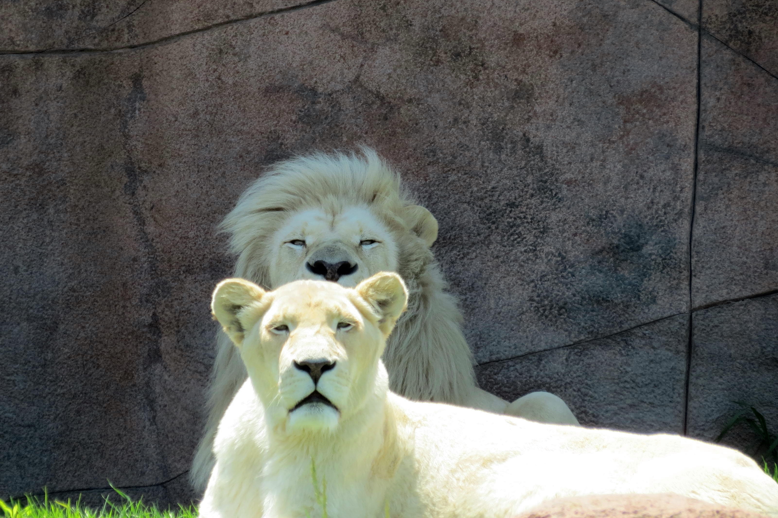 White Lion