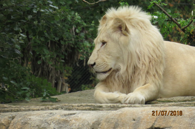 White Lion