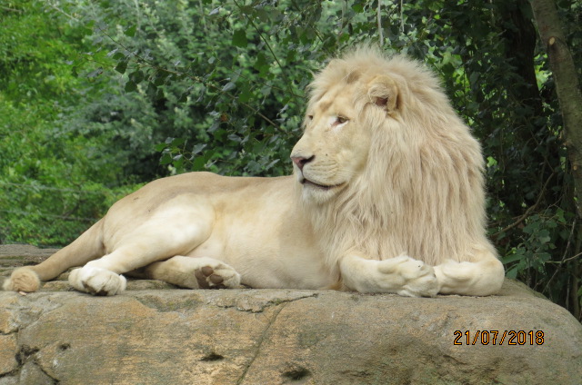 White Lion