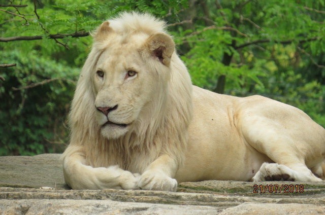 White Lion