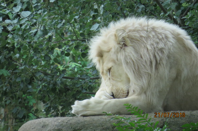 White Lion