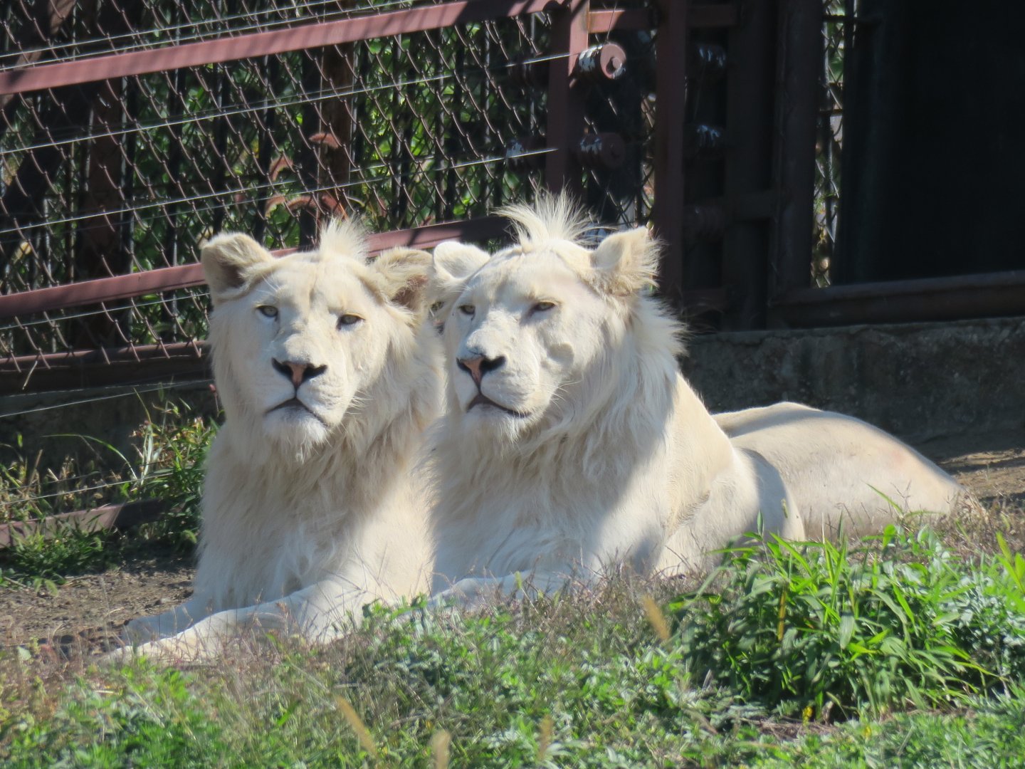white lion