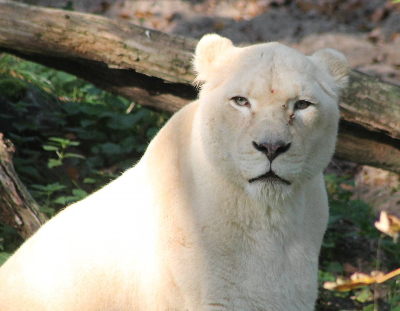 White lion