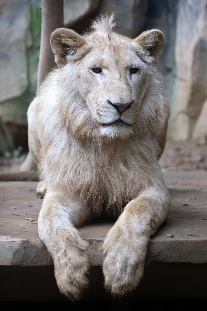 White lion