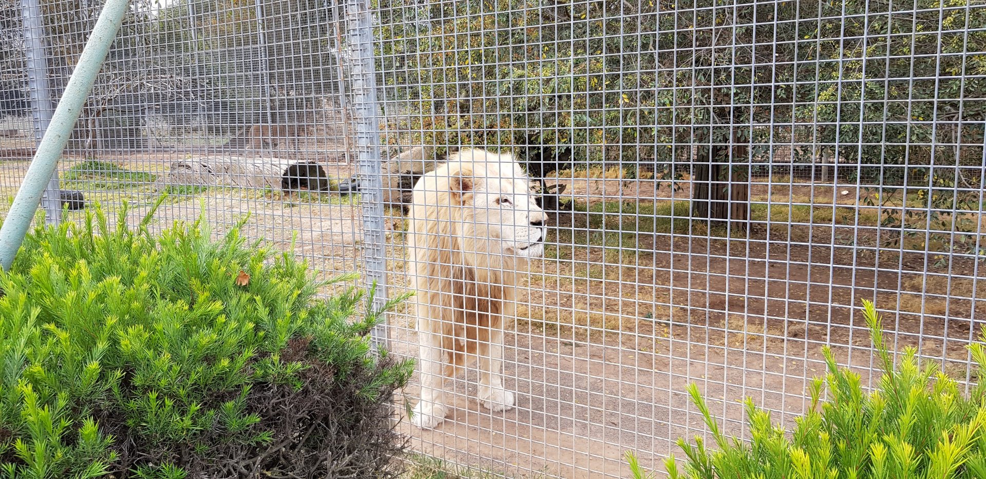 White Lion