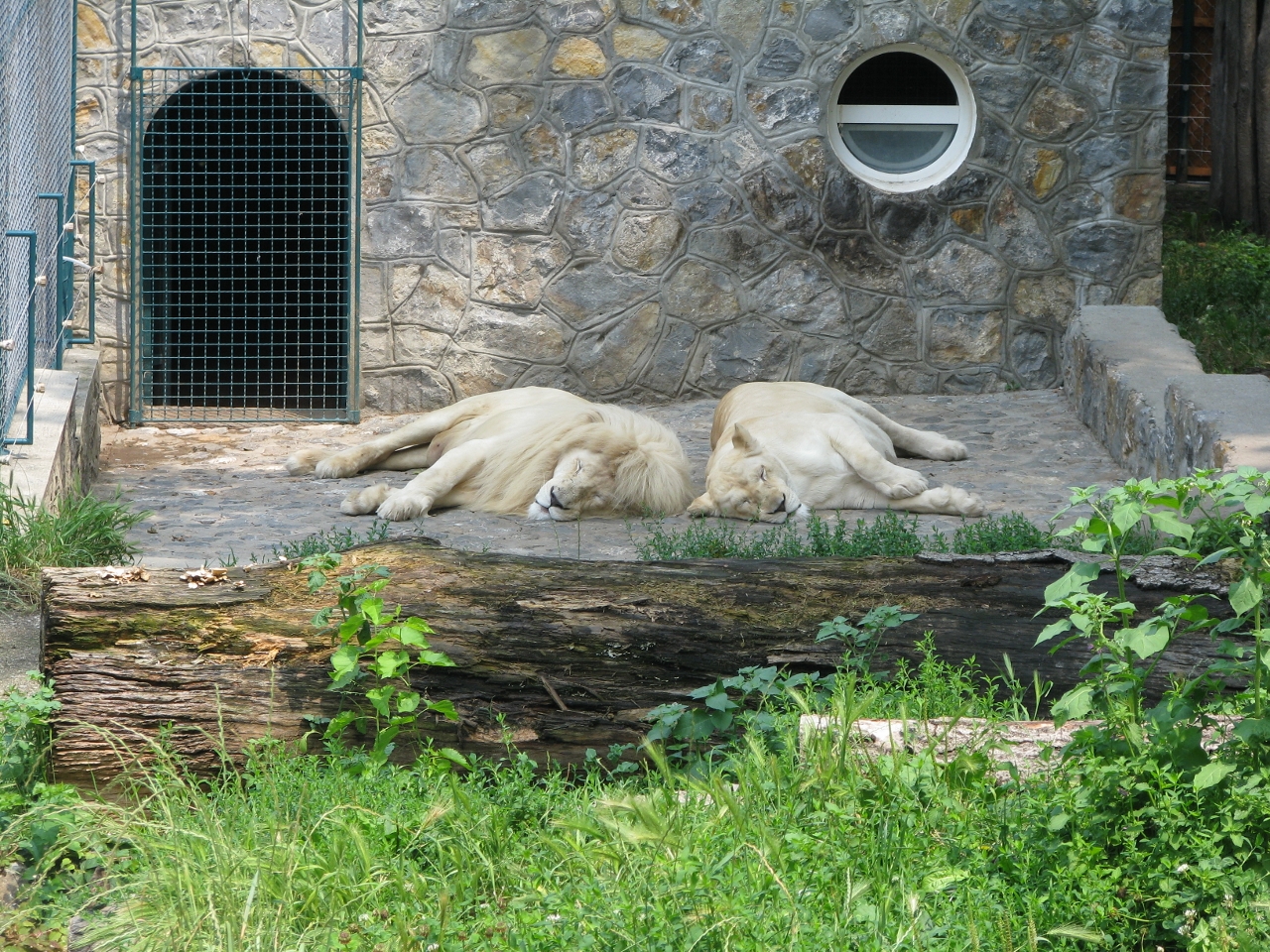 White lion