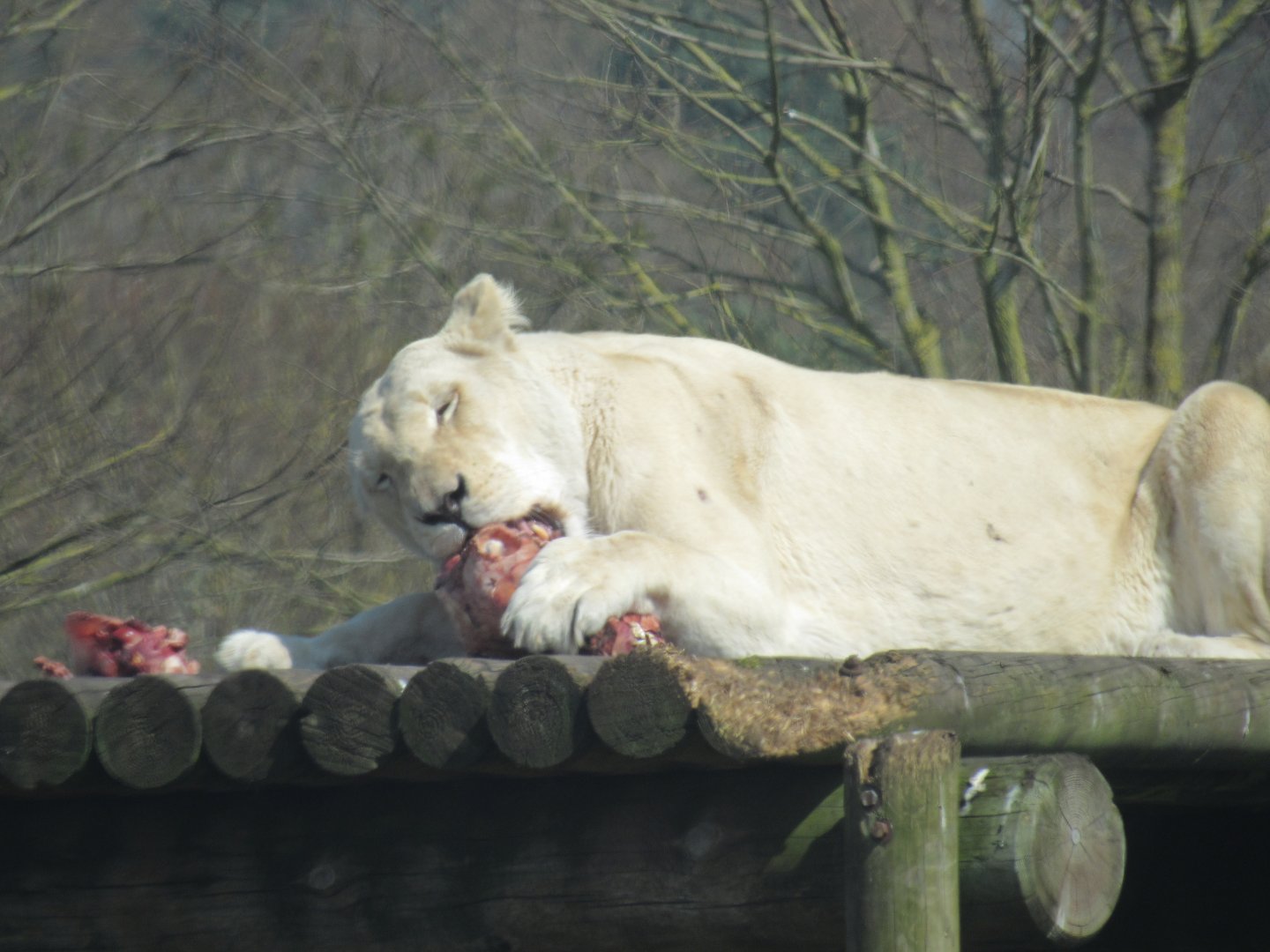 White Lion