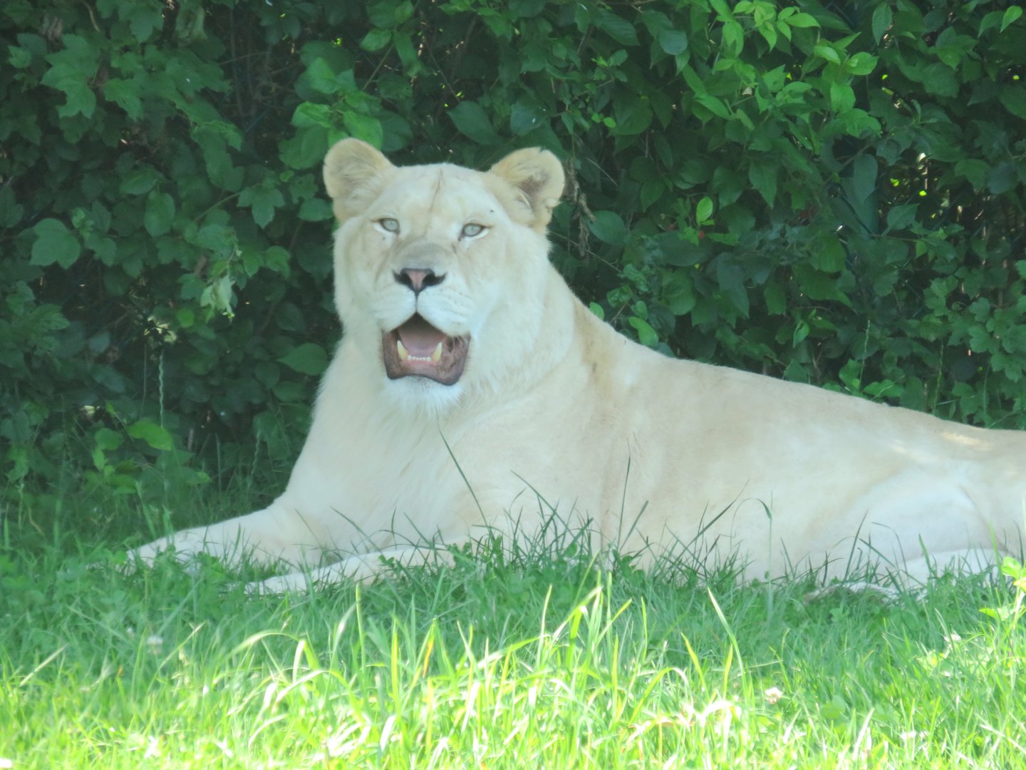 White lion