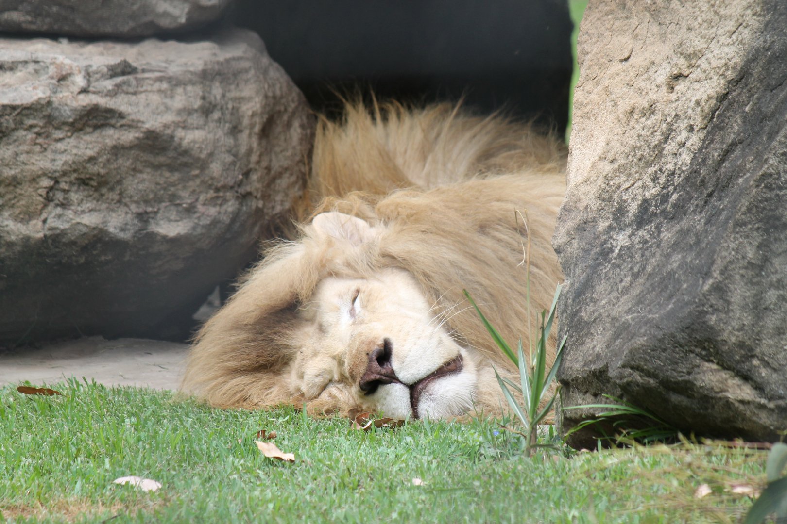 White Lion