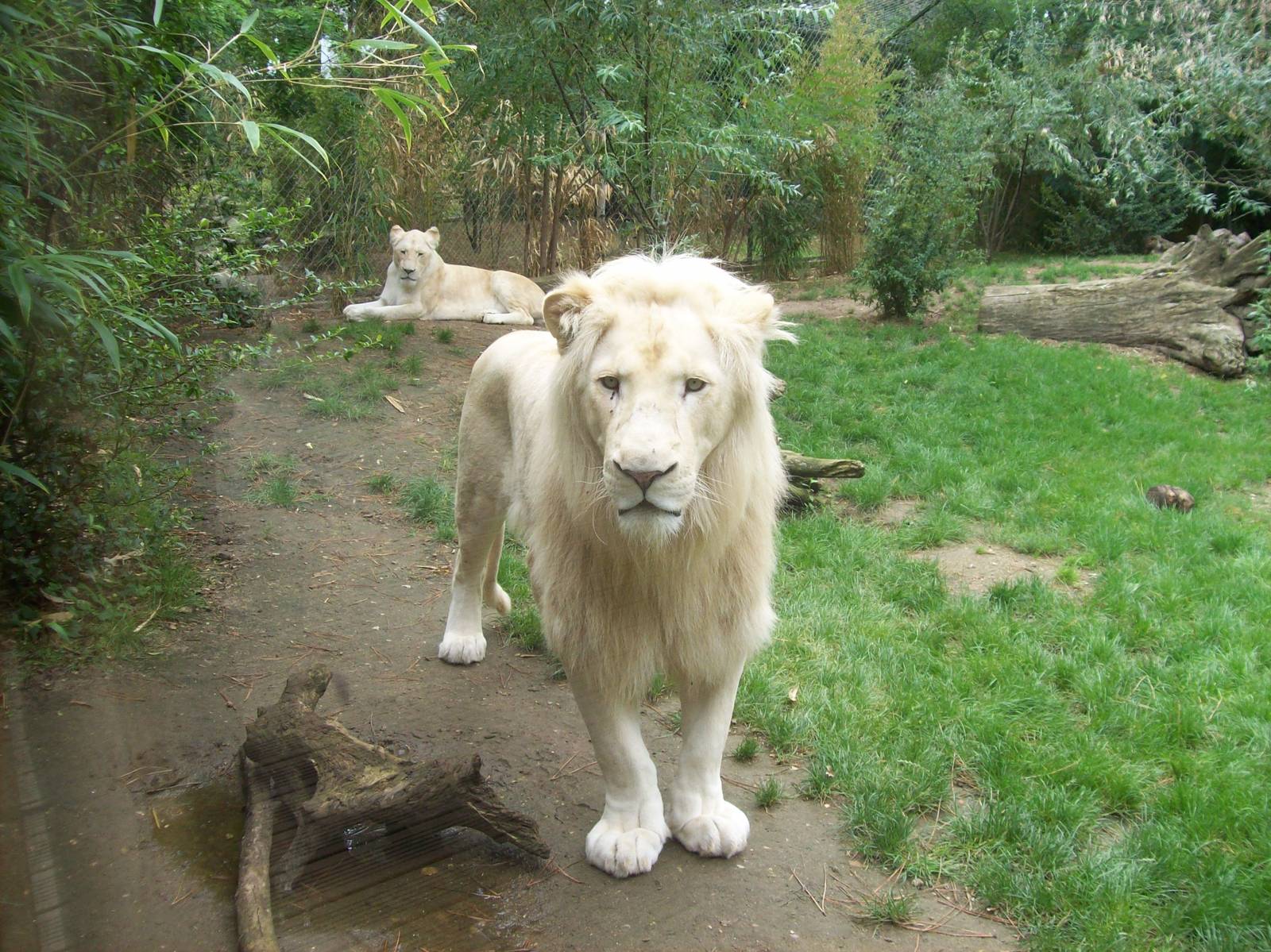 White lion
