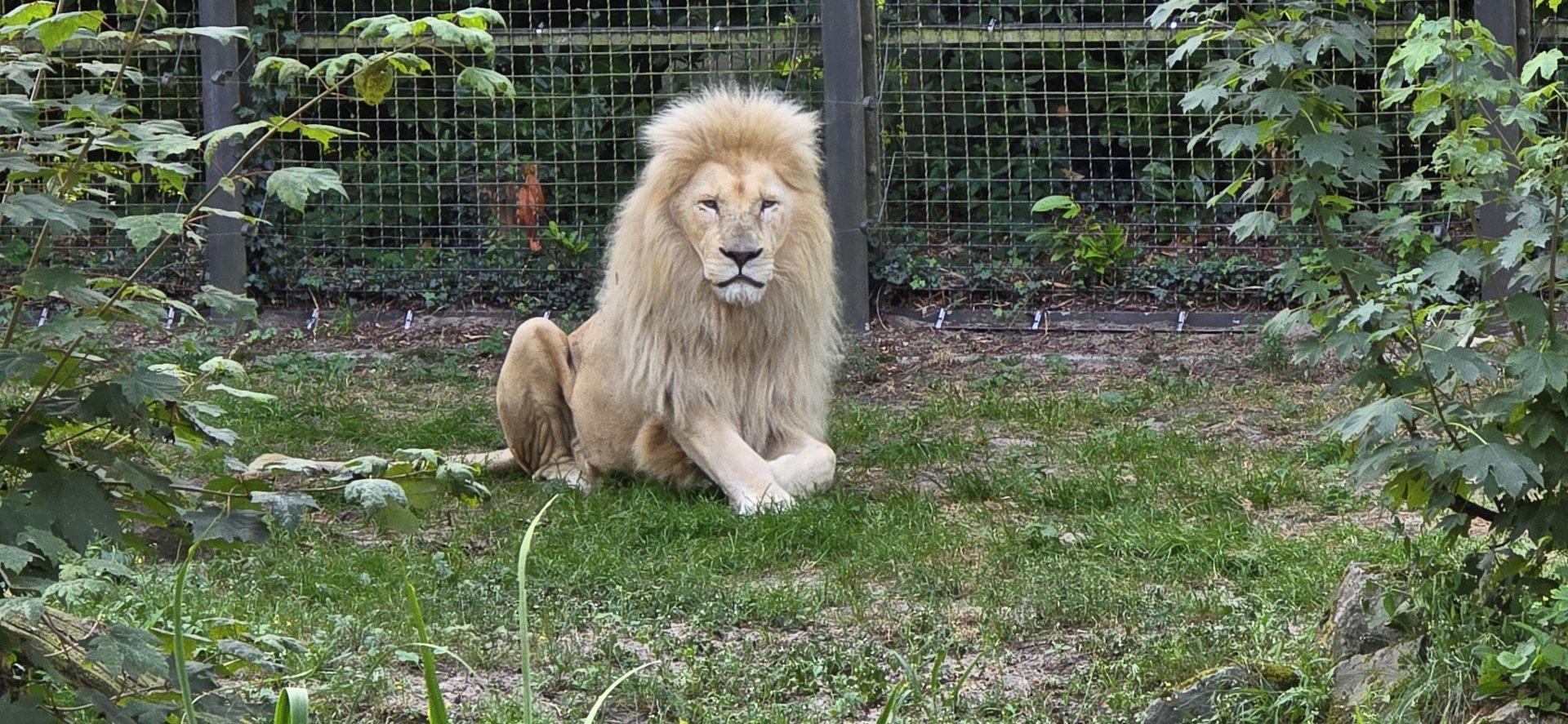 White lion