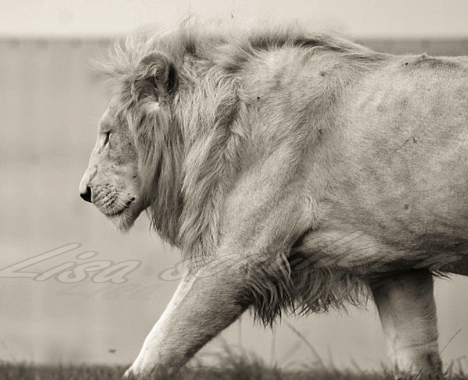 White Lion