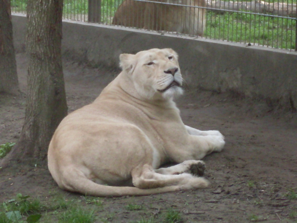 White lion