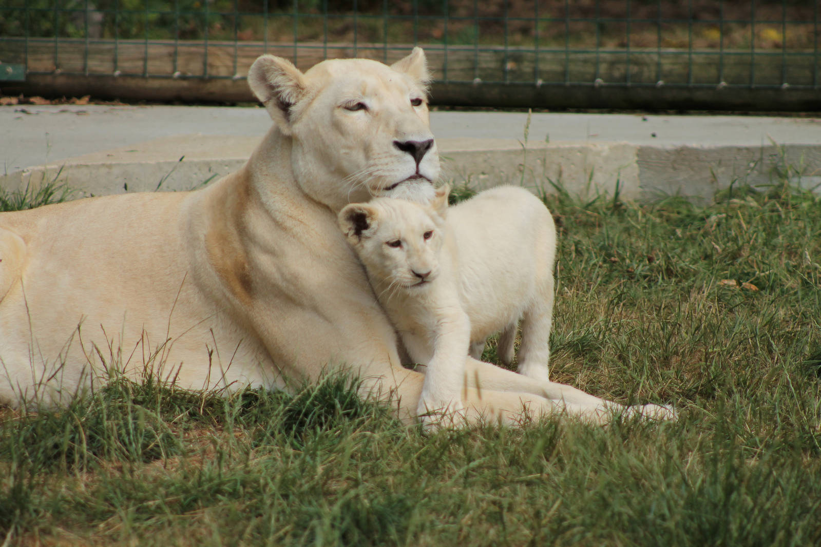 White Lioness & Cub - 3rd August 2013