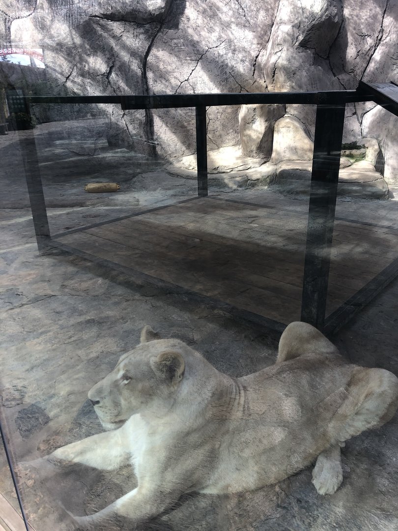 White Lioness Enclosure at Aslan Park