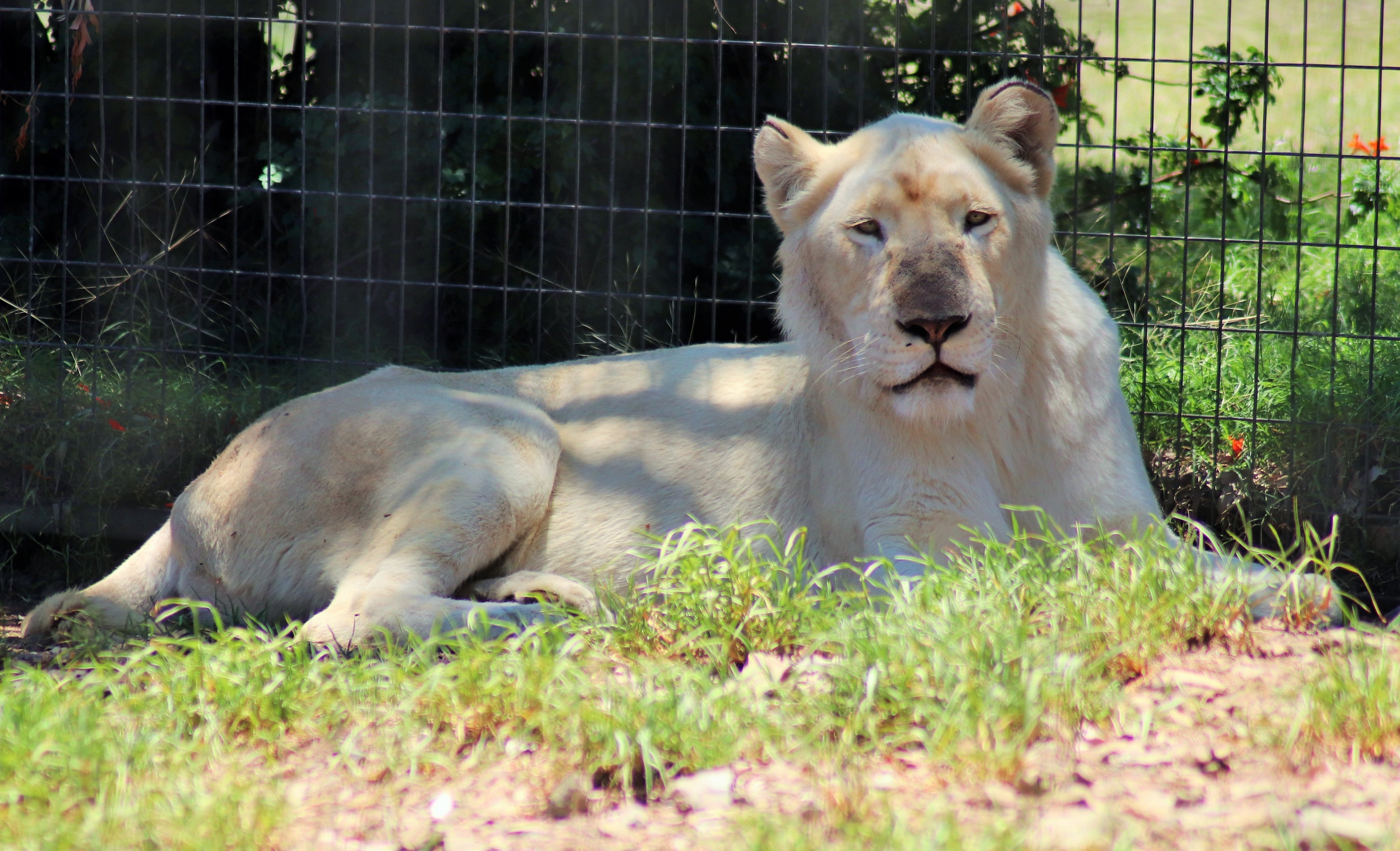 White Lioness (Panthera leo krugeri)