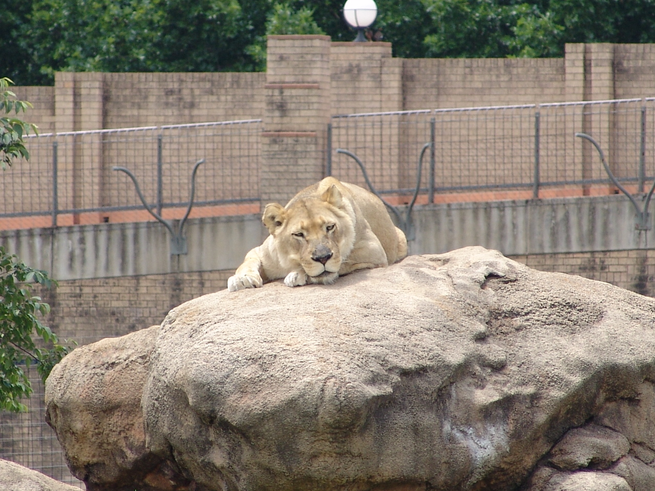 White Lioness (Panthera leo)