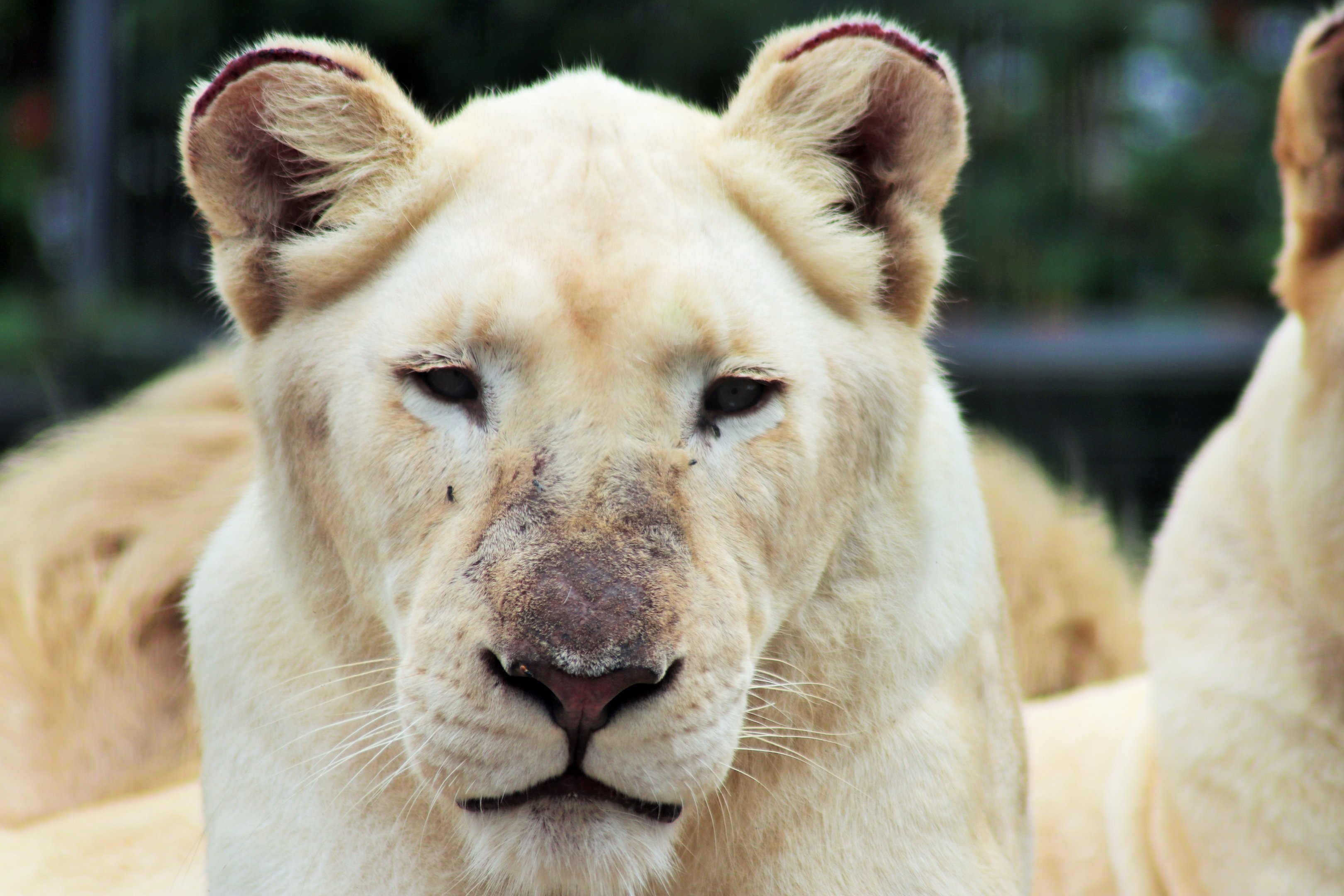 White Lioness (Panthera leo)
