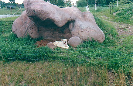 White lioness @ Toronto zoo