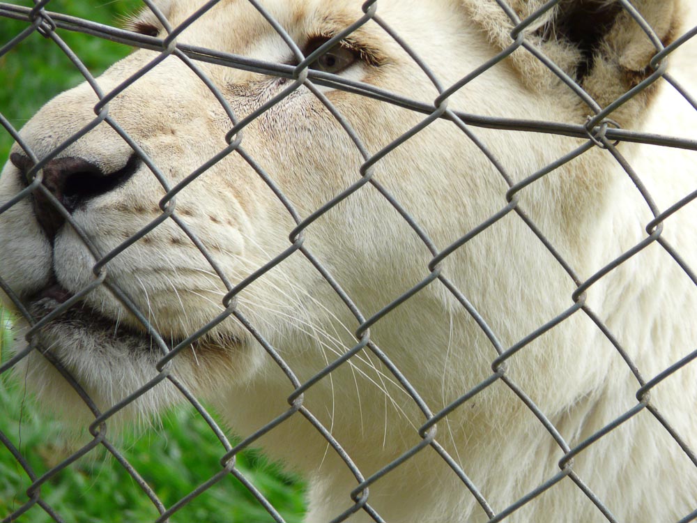 White lioness
