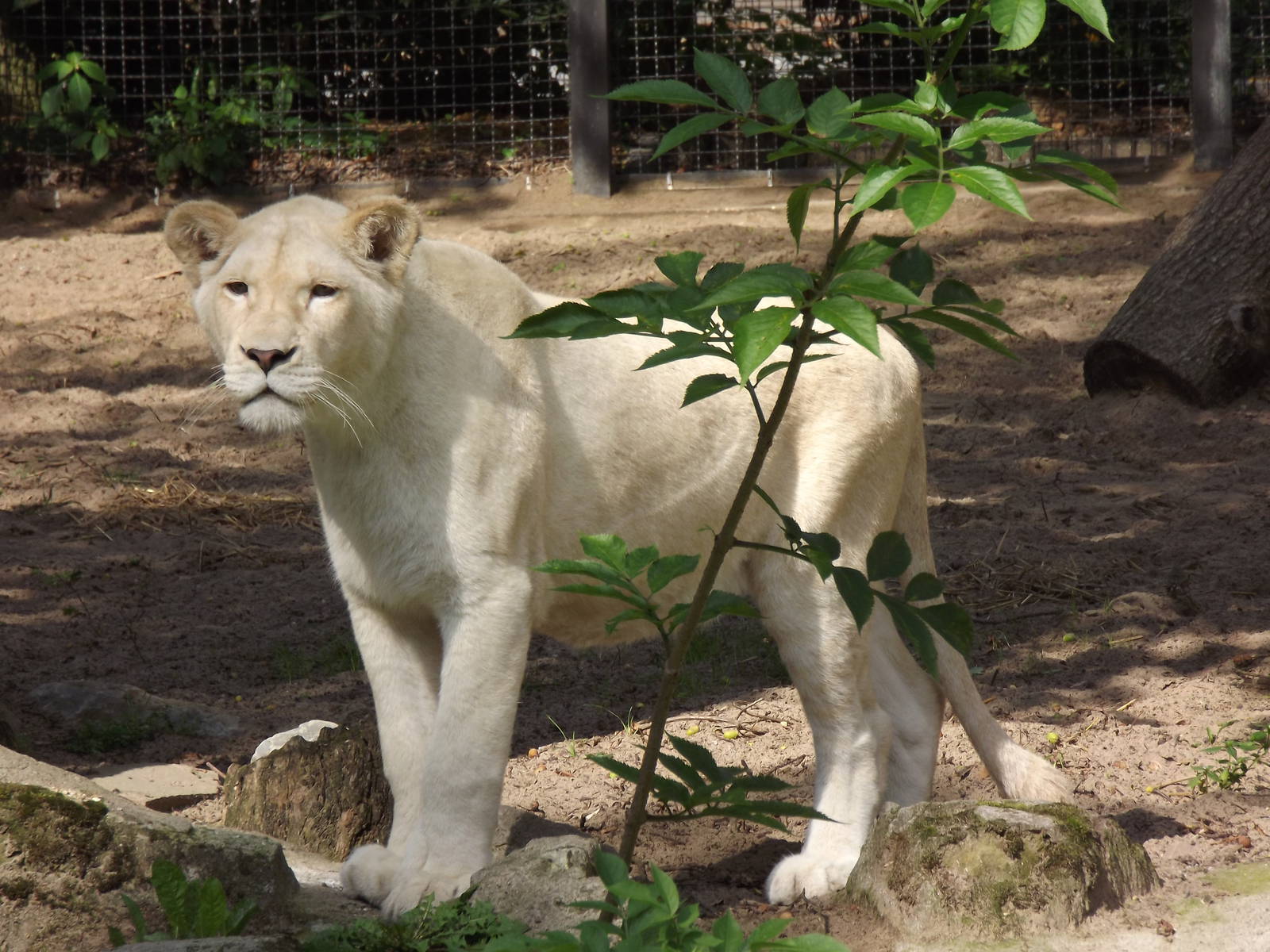 White lioness