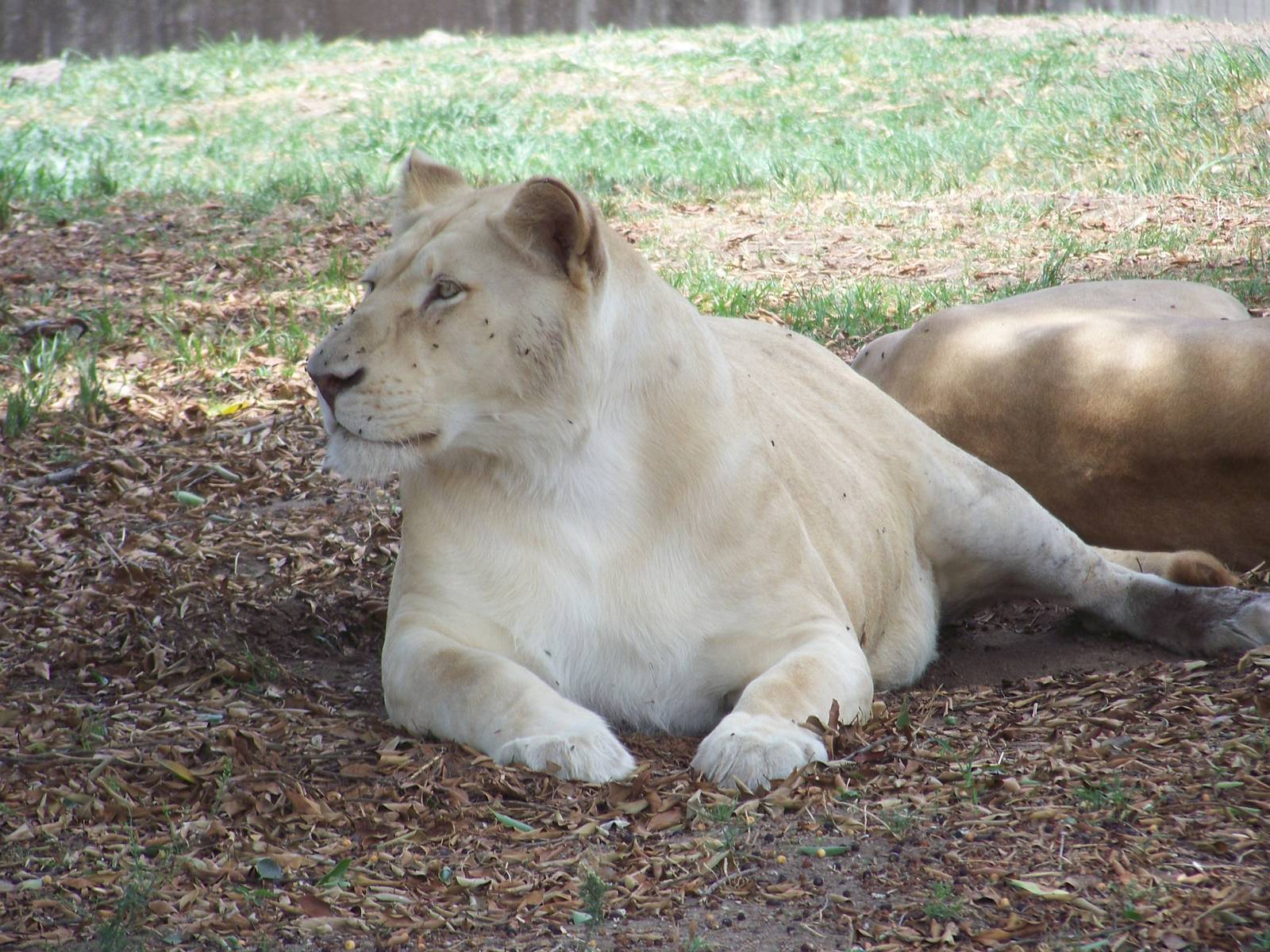 White lioness