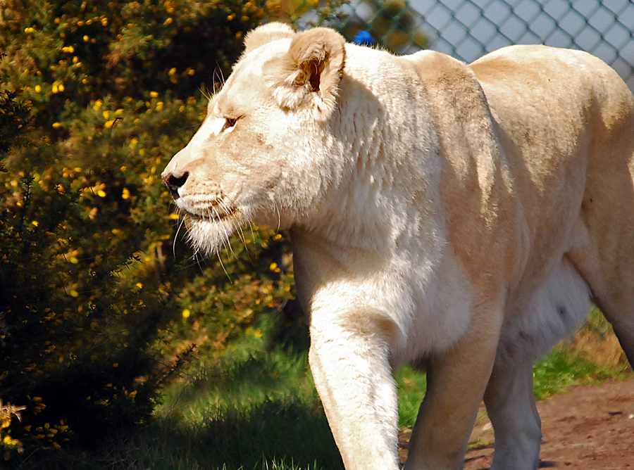 White Lioness