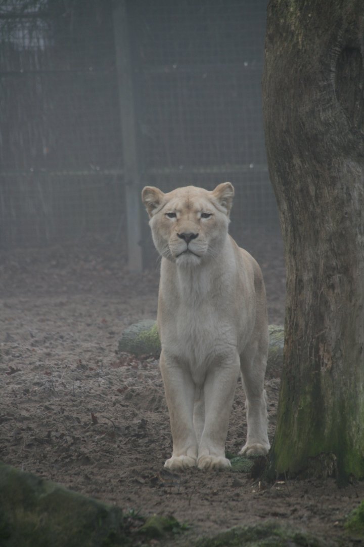 White lioness