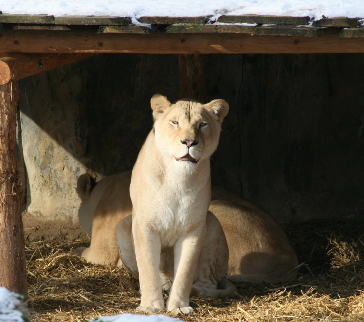 White lioness