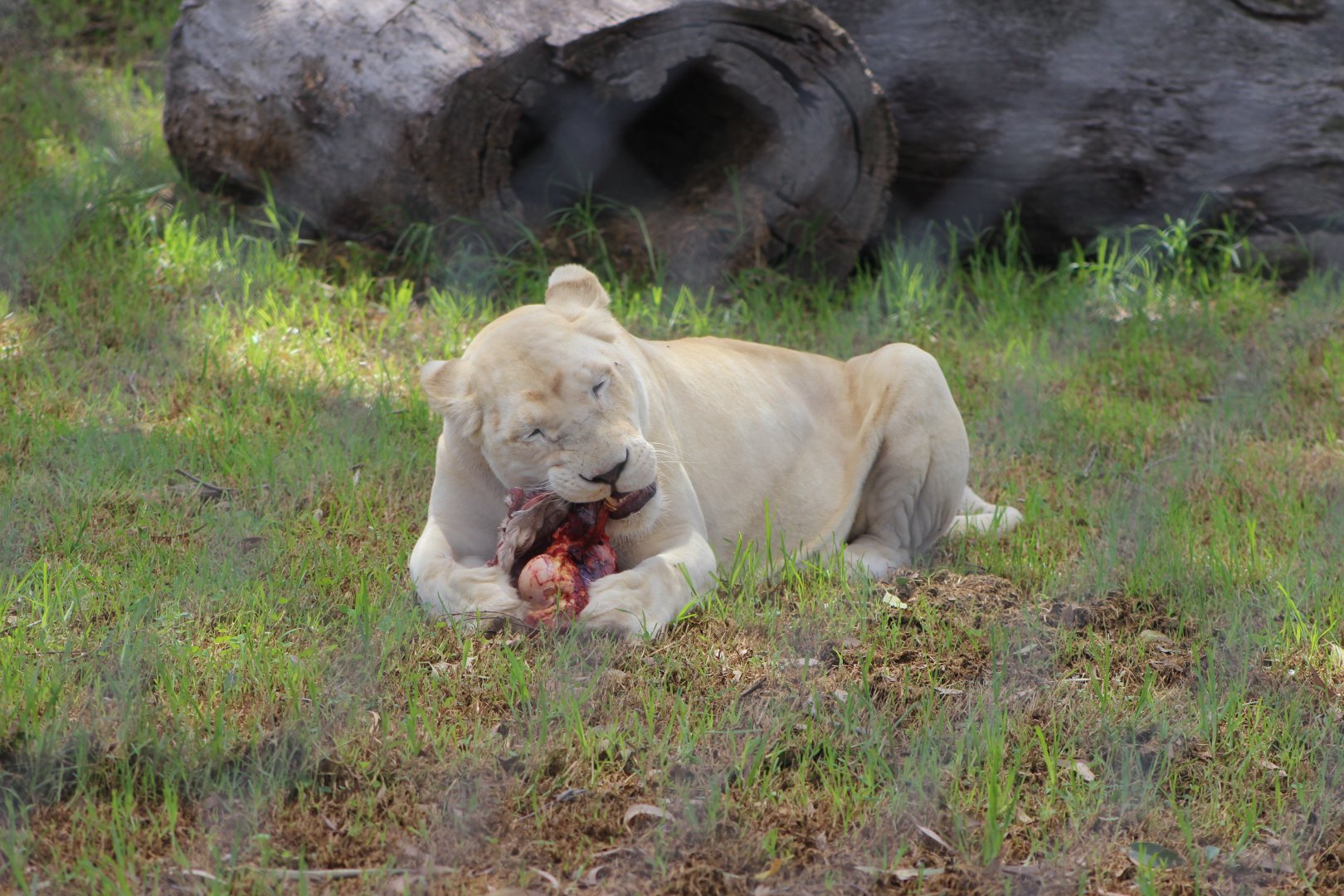 White Lioness