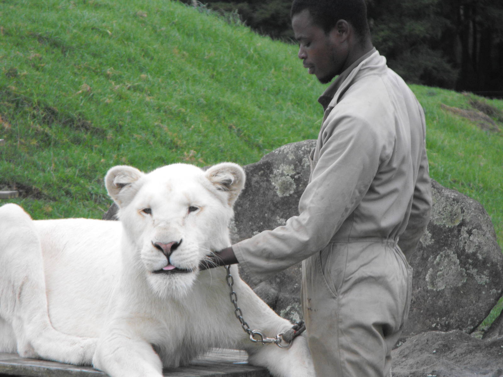 White lioness