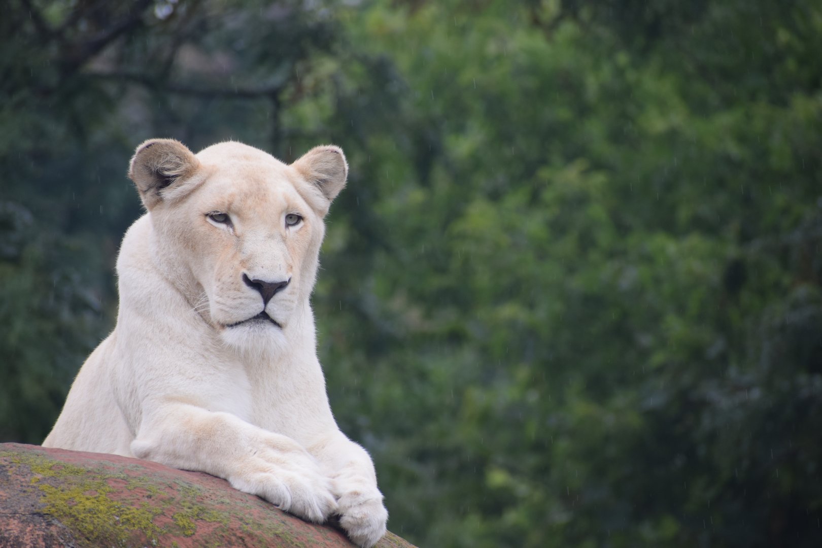 White Lioness