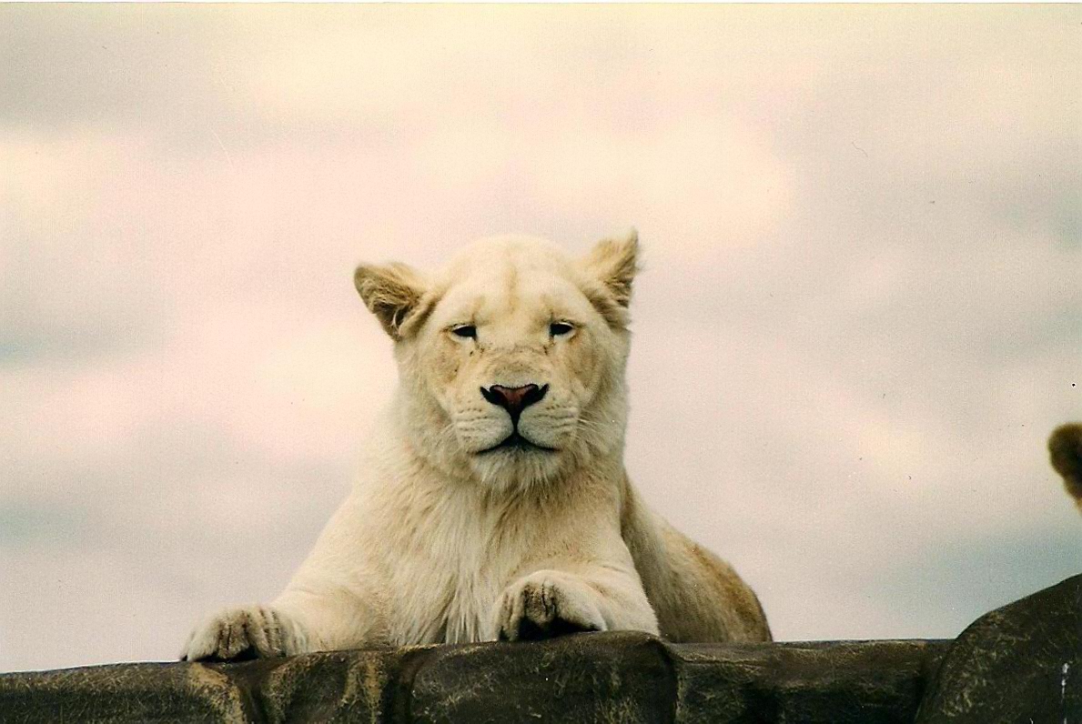 White Lioness