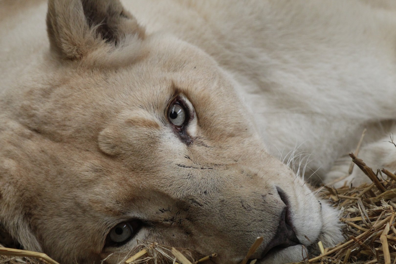 White Lioness