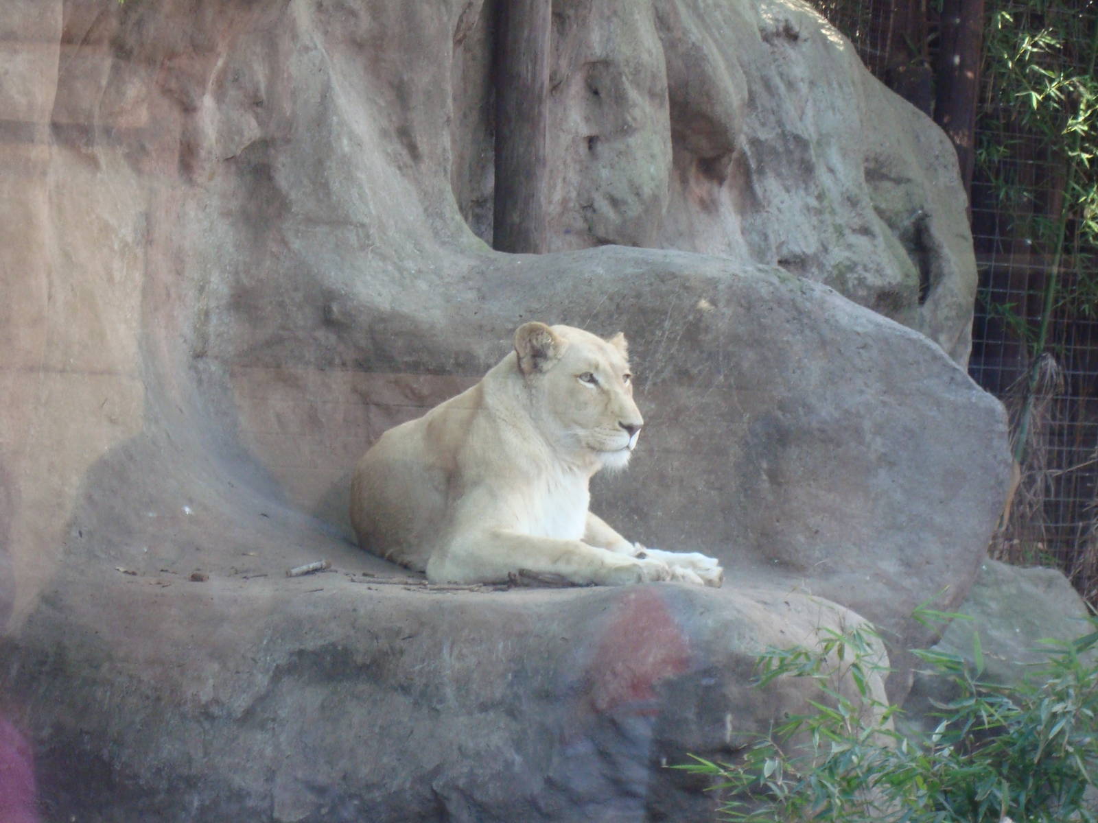 White lioness