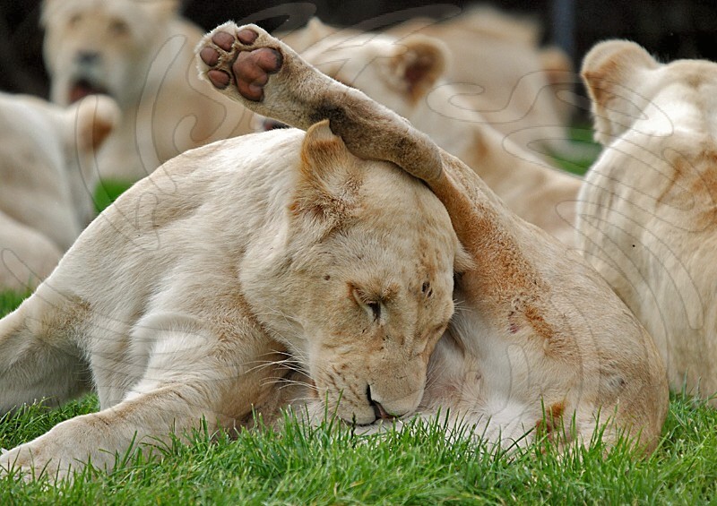 White Lioness