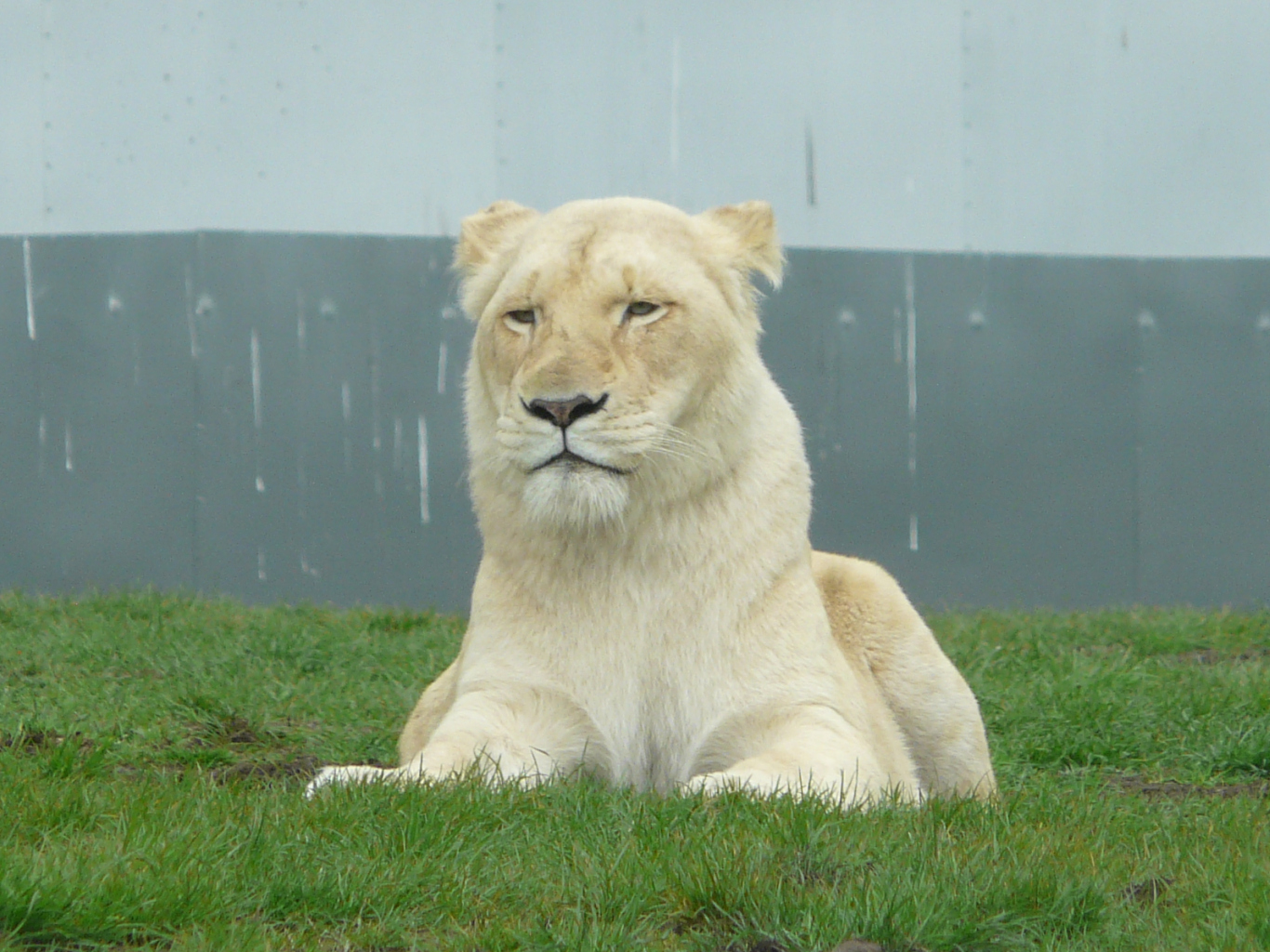 White Lioness