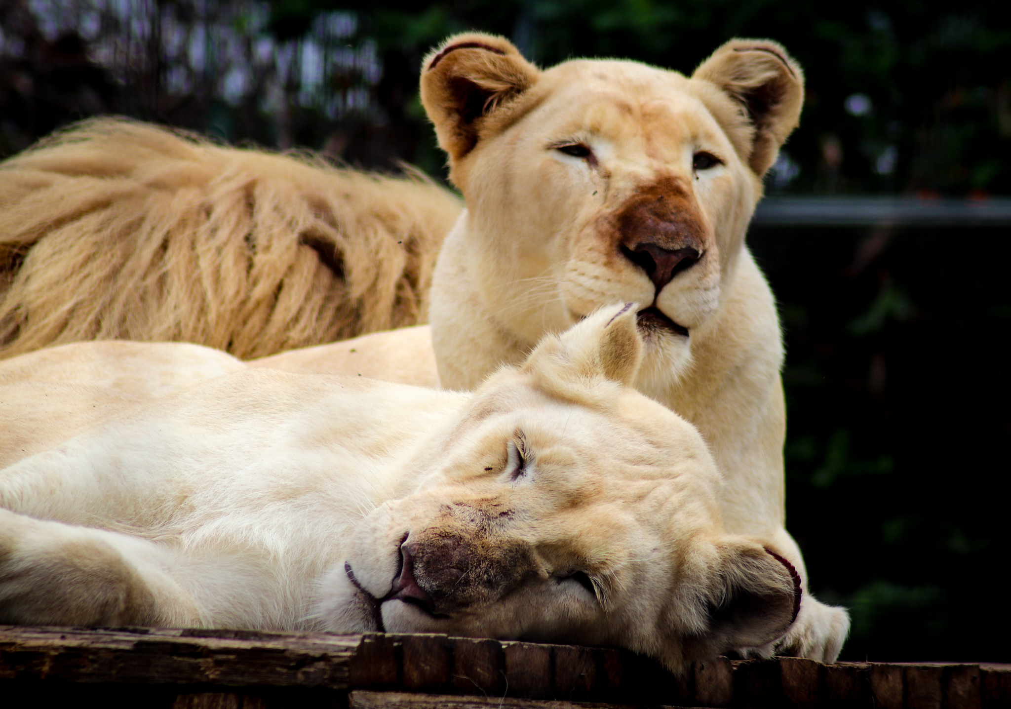 White Lionesses (Panthera leo) - February 2020