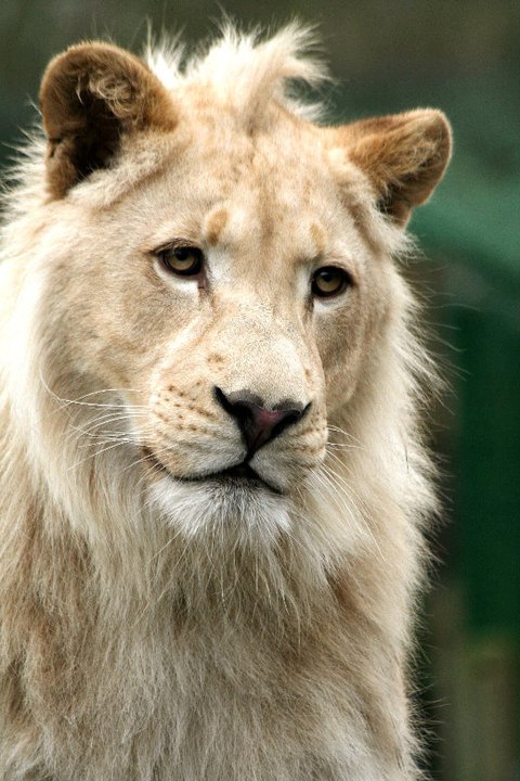 White Lions 15 -01-2011