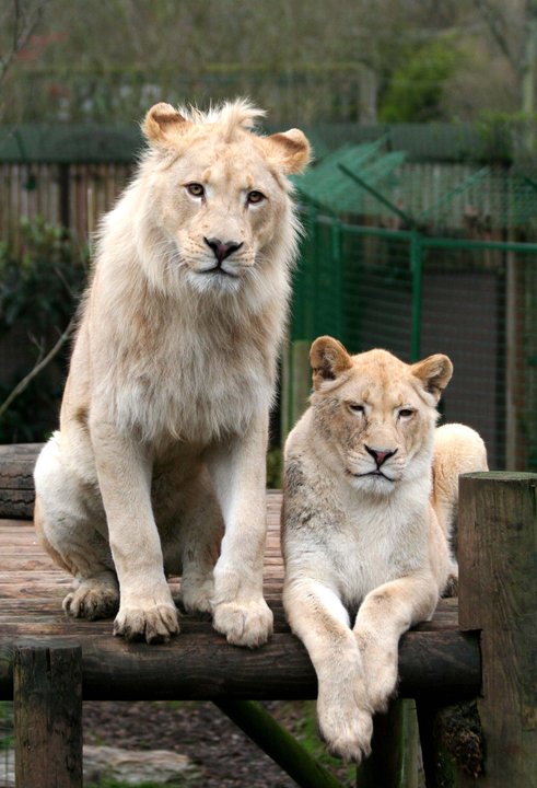 White Lions 15 -01-2011