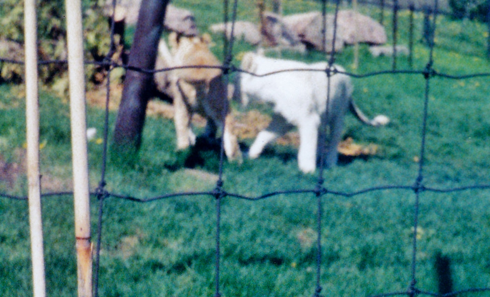White lions 1995