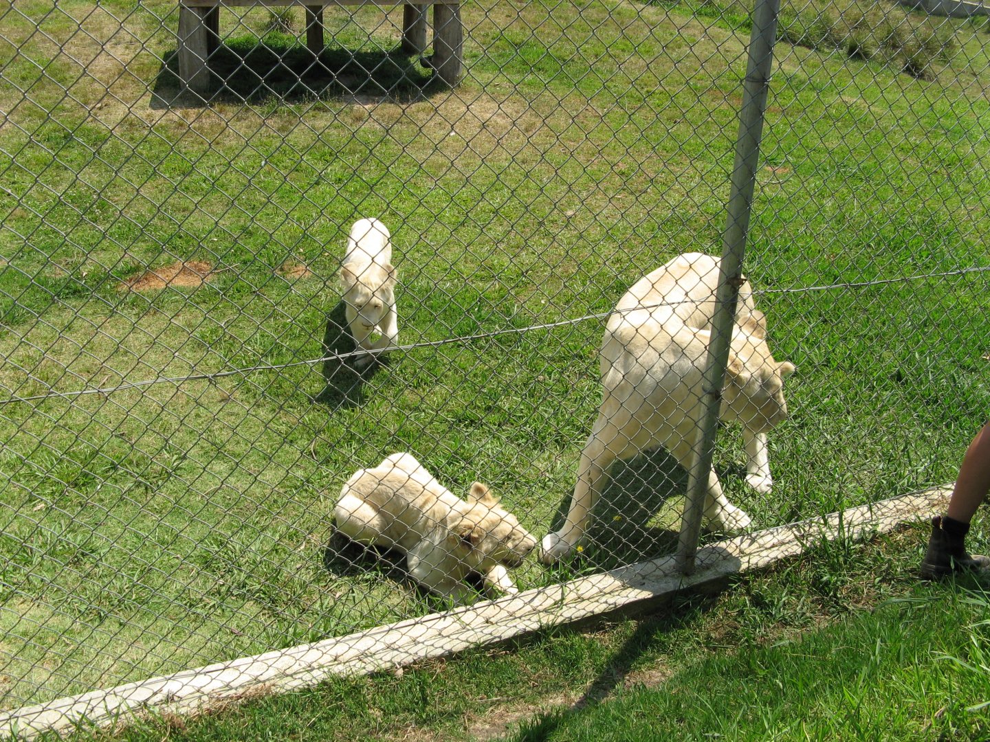 White Lions (2007)